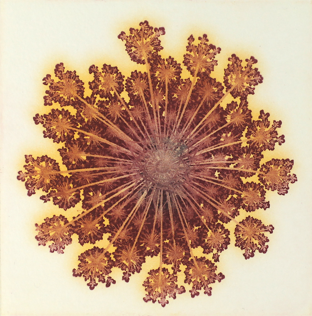 „Dolde“, Photopolymer-Tiefdruck, © Peter Flöry